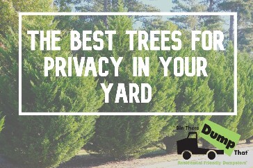 Privacy trees for your backyard